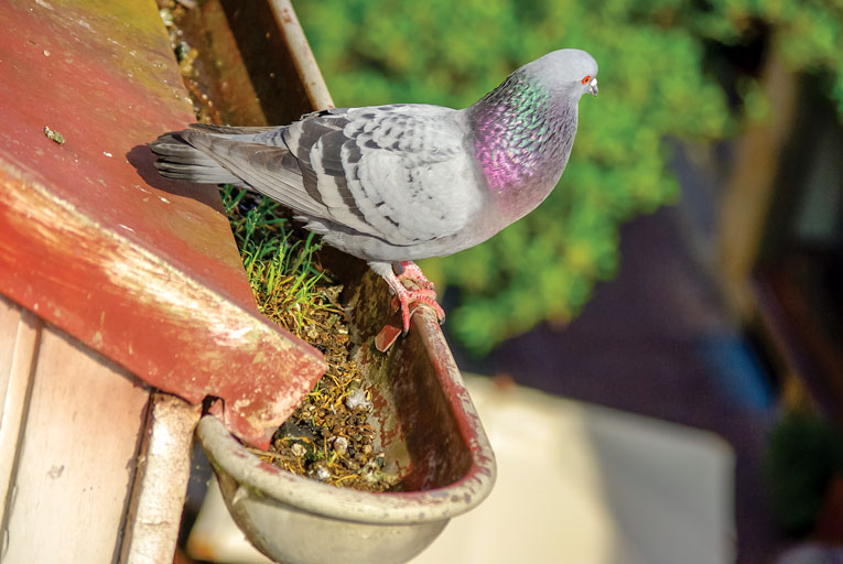 Pigeon on Gutter